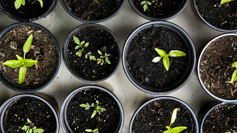 为什么现摘的菜比超市的更好吃?